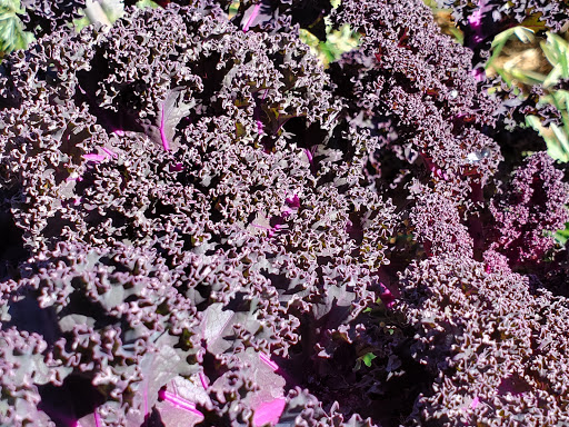 Botanical Garden «Botanical Gardens-Heritage Pk», reviews and photos, 411 Ball St, Grapevine, TX 76051, USA