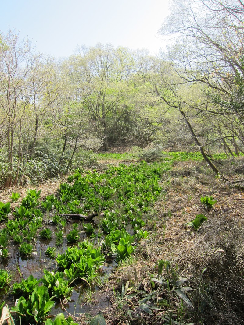 水芭蕉群生地