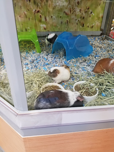 Pet Supply Store «Petco Animal Supplies», reviews and photos, 11147 Park Blvd N, Seminole, FL 33772, USA