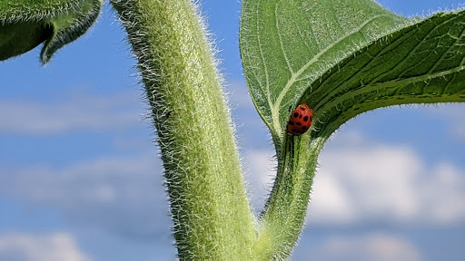 Orchard «Tuttle Orchards», reviews and photos, 5717 N 300 W, Greenfield, IN 46140, USA