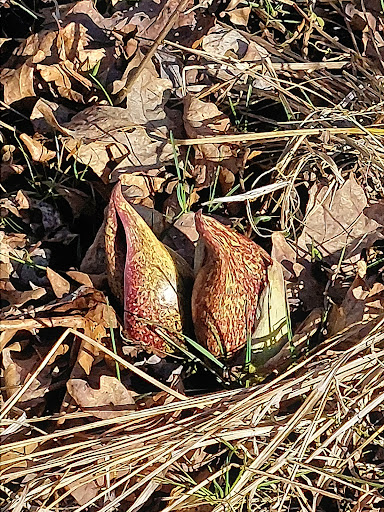 Nature Preserve «Jackson Bog State Nature Preserve», reviews and photos, 7984 Fulton Dr NW, Massillon, OH 44646, USA