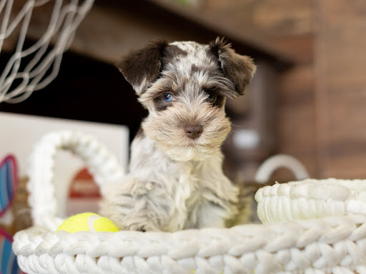 Pet Store «Petland of Plantation», reviews and photos, 801 S University Dr, Plantation, FL 33324, USA