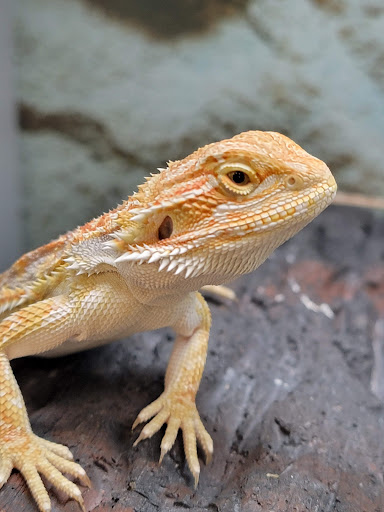 Pet Supply Store «Petco Animal Supplies», reviews and photos, 7308 Alameda St, Walnut Park, CA 90255, USA