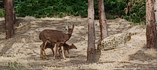 History Museum «Western Antique Aeroplane and Automobile Musem (WAAAM)», reviews and photos, 1600 Air Museum Rd, Hood River, OR 97031, USA