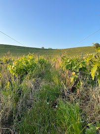 Photos du propriétaire du Calsis Restaurant à Aÿ-Champagne - n°5