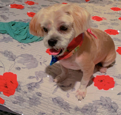 Pet Store «Animal Kingdom», reviews and photos, 436 Main St, East Orange, NJ 07018, USA