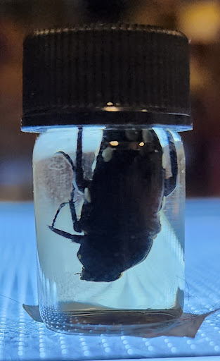 Explore arm filler tattoo ideas, creative tattoo ideas in Onalaska, available at Rock Bottom Tattoo Studio