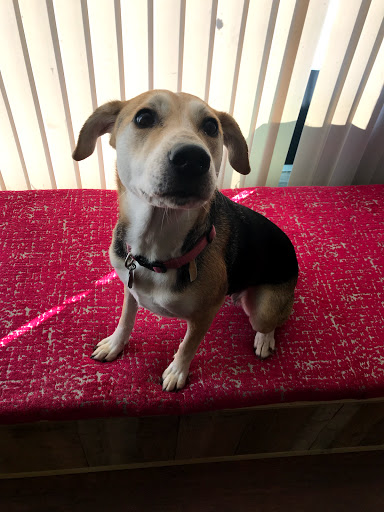 The Doghouse Grooming