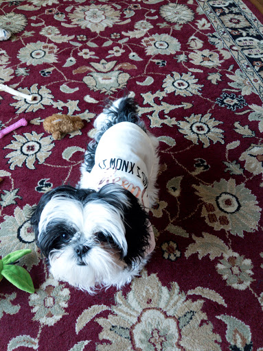 Pet Supply Store «Petco Animal Supplies», reviews and photos, 1483 NJ-23 #14b, Kinnelon, NJ 07405, USA