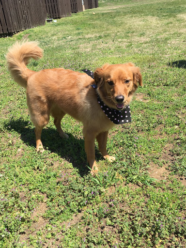 Pet Groomer «Tidy Dog Pet Supply & Salon», reviews and photos, 2612 Lebanon Pike A, Nashville, TN 37214, USA