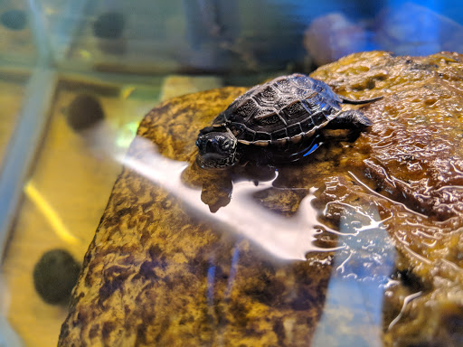 Pet Store «CUSTOM CREATURES PET SHOP», reviews and photos, 10727 N 19th Ave, Phoenix, AZ 85029, USA