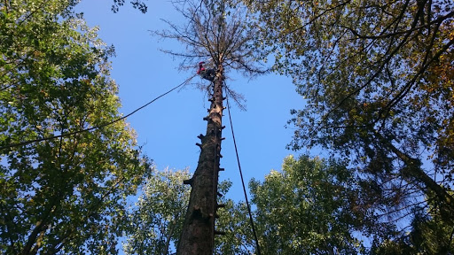 Wycinka i pielęgnacja drzew WOSA Wojciech Sawicki