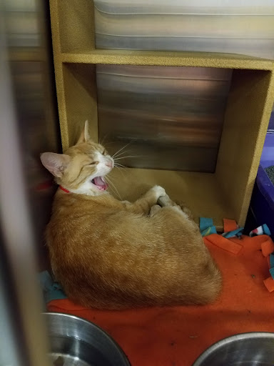 Pet Supply Store «PetSmart», reviews and photos, 20530 E 13 Mile Rd, Roseville, MI 48066, USA