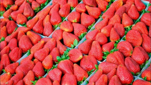 Chipma food Services. Fresas congelada - Pulpas frutas y Jugos - Servicio distribucion panama