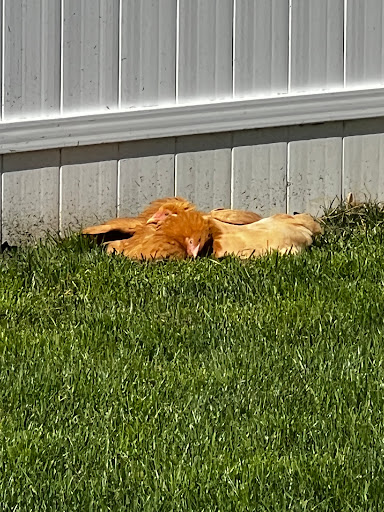 Home Improvement Store «Tractor Supply Co.», reviews and photos, 293 US-206 #15A, Flanders, NJ 07836, USA