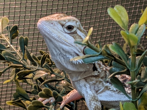 Pet Supply Store «Pet Supplies Plus», reviews and photos, 911 N Cable Rd a, Lima, OH 45805, USA