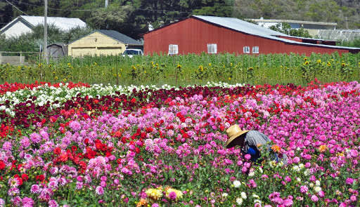 Garden Center «Repetto Florist and Nursery», reviews and photos, 12331 San Mateo Rd, Half Moon Bay, CA 94019, USA