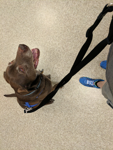 Pet Supply Store «PetSmart», reviews and photos, 47142 Michigan Ave, Canton, MI 48188, USA