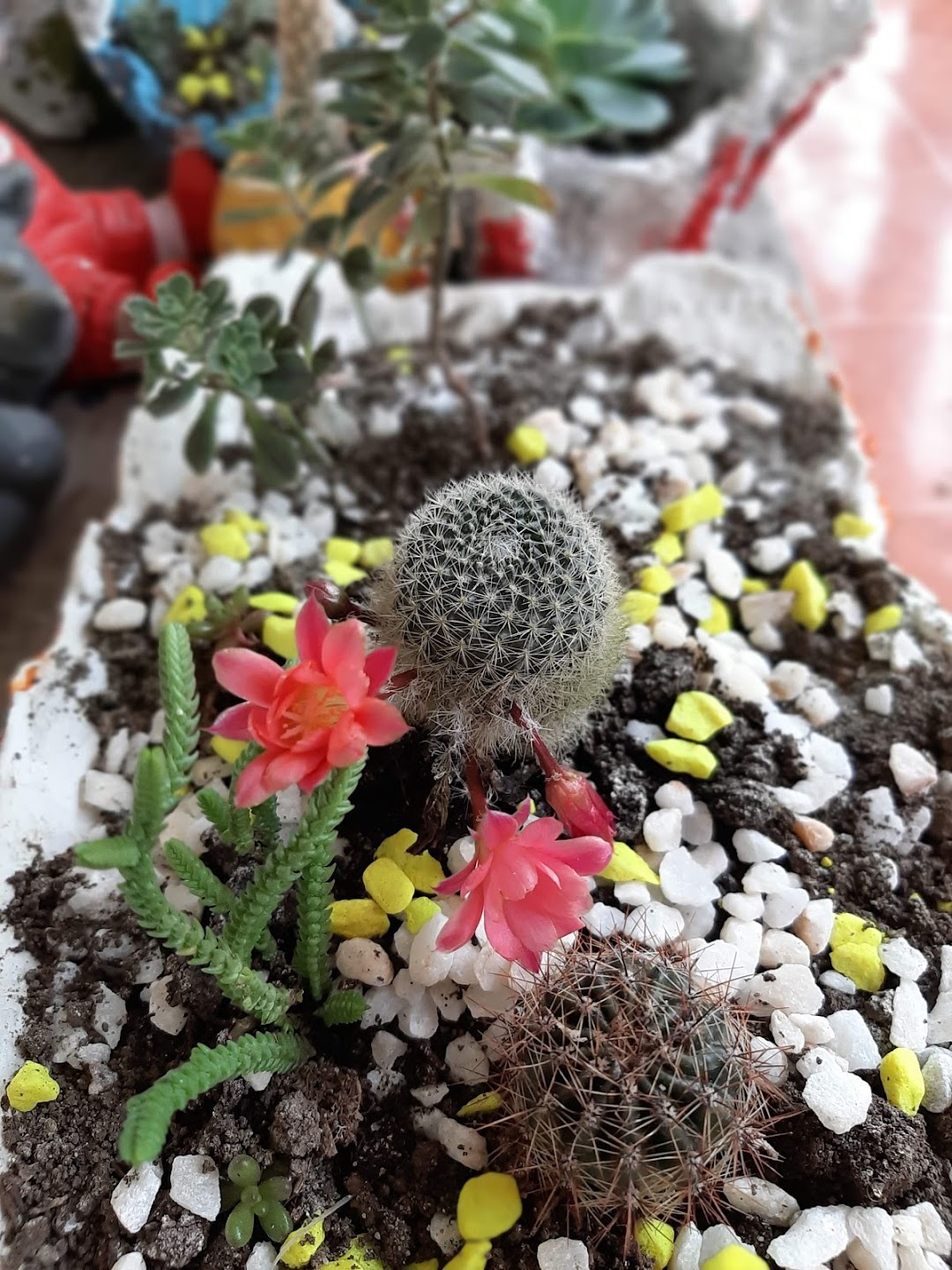 Finca La Primavera