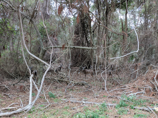 Golf Club «Jekyll Island Golf Club», reviews and photos, 322 Captain Wylly Rd, Jekyll Island, GA 31527, USA