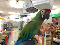Best Parrot Shops En London Near You