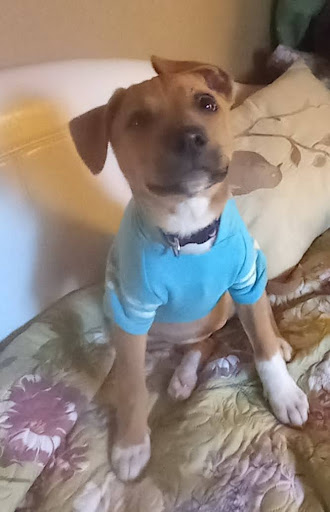 Pet Supply Store «Pet Supplies Plus», reviews and photos, 6845 Highland Rd, White Lake, MI 48383, USA