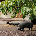 Photo n° 12 de l'avis de Ghyslaine.o fait le 15/09/2022 à 08:38 pour Écomusée d'Alsace à Ungersheim