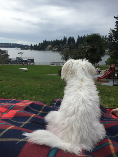 Park «Clyde Beach Park», reviews and photos, 2 92nd Ave NE, Bellevue, WA 98004, USA
