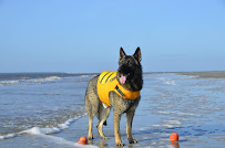 Max's Pet Patrol Pet Sitters - Photo 1 - Car repair in , Gainesville