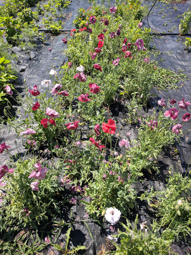 Produce Market «Blue Moon Acres», reviews and photos, 11 Willow Creek Dr, Pennington, NJ 08534, USA