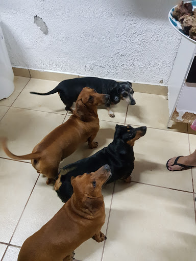 Arte e Manha Pet Shop & Clínica Veterinária em São José dos Campos - SP