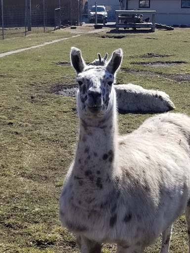 Pet Store «Animal Feeds & Needs», reviews and photos, 401 W Golf Rd, Arlington Heights, IL 60005, USA