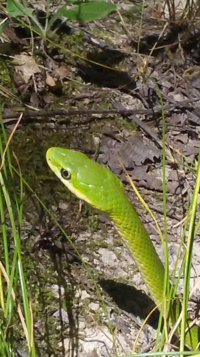 Nature Preserve «Engelmann Woods Natural Area», reviews and photos, 2360 Hwy D, Boles Township, MO 63304, USA