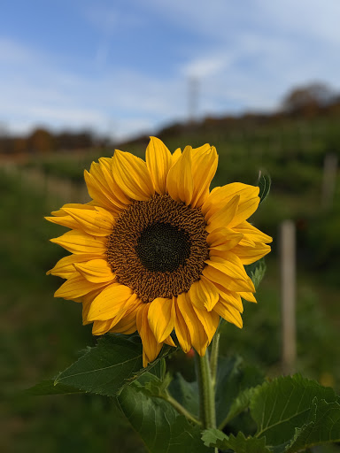 Orchard «Riamede Farm», reviews and photos, 122 Oakdale Rd, Chester, NJ 07930, USA