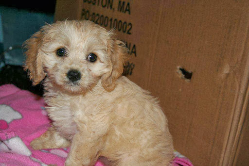 Pet Store «Brooklyn Zoo & Aquarium Pet Store», reviews and photos, 2377 Ralph Ave, Brooklyn, NY 11234, USA