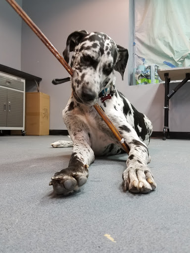 Pet Supply Store «For Pets Sake», reviews and photos, 2576 Montgomery Hwy # 6, Dothan, AL 36303, USA