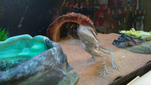 Pet Supply Store «PetSmart», reviews and photos, 400 S State Rd, Springfield, PA 19064, USA