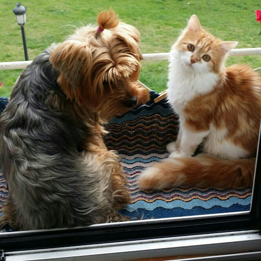 Clínica Veterinaria del Nalón en Felguera