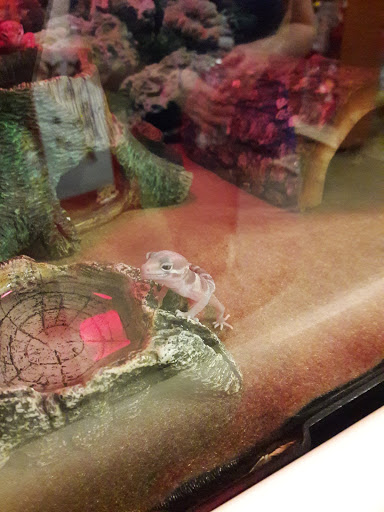 Pet Supply Store «PetSmart», reviews and photos, 2100 88th St, North Bergen, NJ 07047, USA