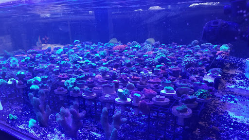 Aquarium El Paso