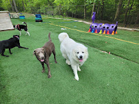 Pawsitively Purr-Fect Pet Sitting & Boarding, LLC - Photo 2 - Car repair in , Richmond