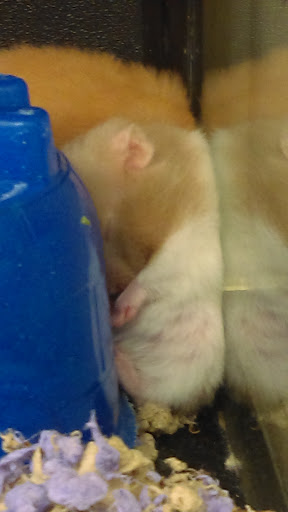 Pet Supply Store «PetSmart», reviews and photos, 8660 Airline Hwy, Baton Rouge, LA 70815, USA