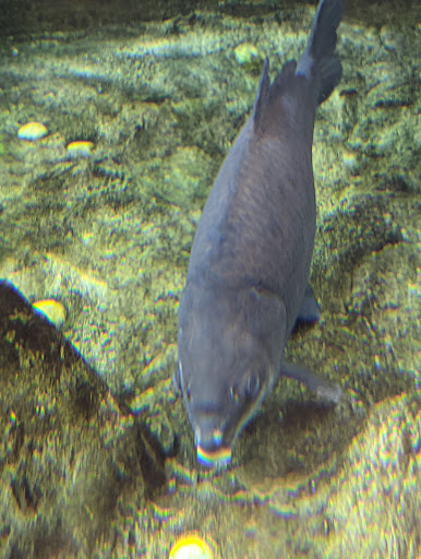 Sporting Goods Store «Bass Pro Shops», reviews and photos, 2501 Bass Pro Dr, Grapevine, TX 76051, USA