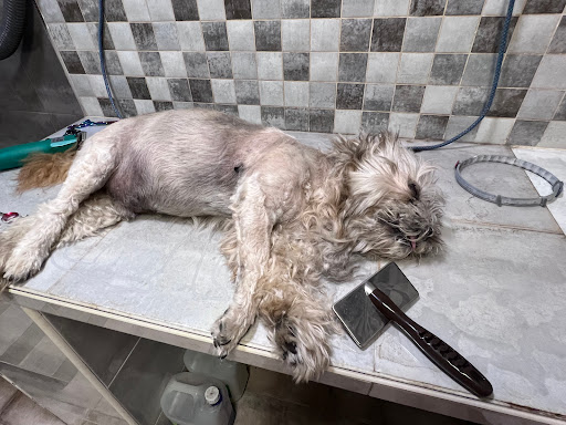 Clínica Veterinaria Carteros en Valencia