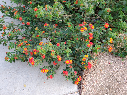 Park «Crockett Park», reviews and photos, 1300 N Main Ave, San Antonio, TX 78212, USA