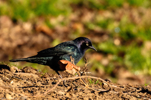 Park «Anderson River Park», reviews and photos