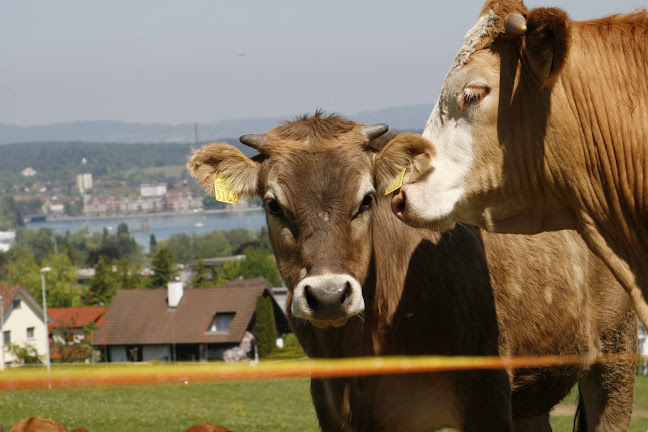 Kommentare und Rezensionen über somm ag fleisch & comestibles schrofen