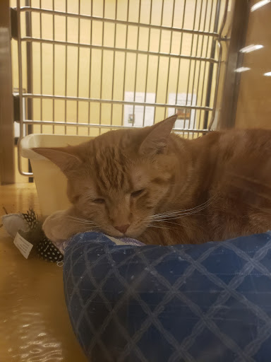 Pet Supply Store «PetSmart», reviews and photos, 28533 Marlboro Ave, Easton, MD 21601, USA