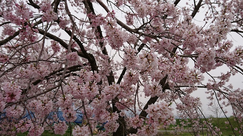 白川桜公園