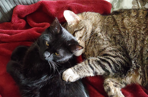 Pet Store «PetSaver Healthy Pet Superstore (Brighton Location)», reviews and photos, 2947 Monroe Ave, Rochester, NY 14618, USA